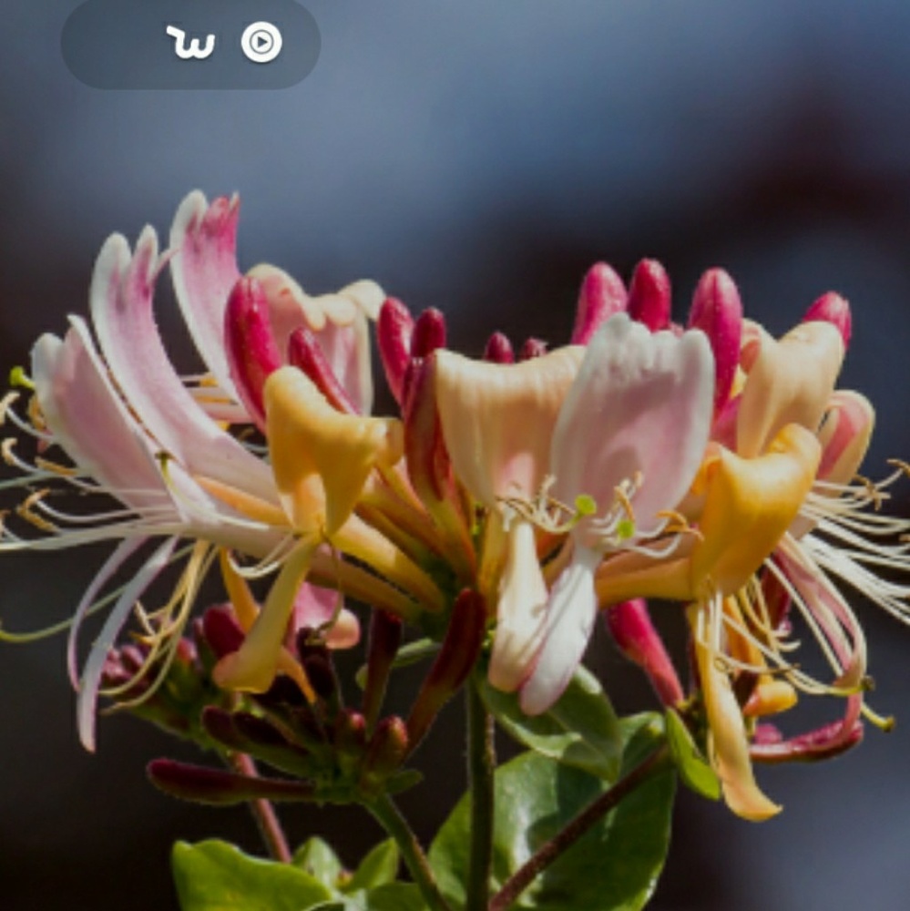 Meet your Posher, Maurice